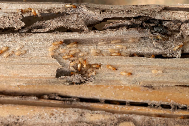 Best Pest Removal Services  in Greenwood, SC